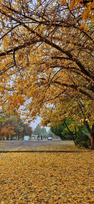 پاییز هزار رنگ