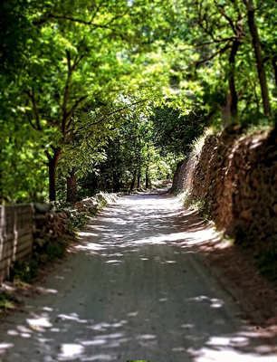 طبیعت