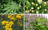 خرید گیاهان دارویی در اصفهان