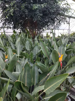 پرنده بهشتی
🌱گل زیبای پرنده بهشتی یا گل استرلیتزیا، گل بسیار زیبا و عجیبی است که به دلیل شباهت زیاد آن به پرنده ای در حال پرواز، نام گل پرنده بهشتی را بر آن نهاده اند.
🌱گل مرغ بهشتی را می توان در آپارتمان، باغچه یا گلخانه به خوبی نگهداری کرد.&nbsp;
&nbsp;برای اینکه گل زیبای پرنده بهشتی به گلدهی برسد، باید اصول مراقبت و نگهداری از این گل را به دقت رعایت کنید.&nbsp;