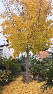 ژینکو ، سلطان طلایی پاییز
🍂درخت ژینکو در پاییز زرق و برق دار و با برگ‌های طلایی رنگ بسیار چشمگیر و باشکوه است. در پاییز وقتی این درخت با برگ‌های بادبزنی طلایی رنگ با نور پس‌زمینه خورشید در اوایل صبح یا اواخر بعد ازظهر غرق نور می‌شود، منظره‌ای دیدنی می‌سازد که هر بیننده‌ای را در برابر این رنگ‌های خیره‌کننده شگفت‌زده می‌سازد.
🍂پاییز پس از چند هفته از شروع ، برگ‌های زرد به سرعت می‌ریزند و یک فرش طلایی در اطراف درخت تشکیل می‌دهند.&nbsp;
❤️این یک منظره واقعاً منحصر به فرد و دیدنی است که می‌تواند یک باغ یا یک شهر را تبدیل به یک تابلوی نقاشی چشم‌نواز و استثنایی سازد.&nbsp;&nbsp;

