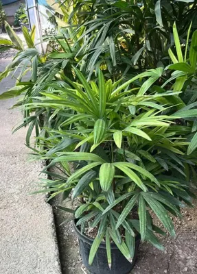 لیدی پالم ونخل مرداب
✅هنگام نگاه‌کردن به شکل گل ارکیده جز زیبایی چیزی نمی‌بینید.
🌸جهت شرایط نگهداری گل ارکیده به خودتان سخت نگیرید.
گلدان ارکیده شما برای سرحال‌ماندن نیاز دارند تا به‌درستی از آن‌ها مراقبت شود. نگهداری درست یعنی زمانی گیاه را آبیاری کنید که حدود ۲ سانتی‌متر از سطح خاک خشک شده باشد. رطوبتی که در محیط نگهداری گل ارکیده سفید، بنفش و یا هر رنگ دیگری باید باشد، محدوده‌ای بین ۵۰ تا ۷۰ درصد است. برای تامین نور استاندارد گل ارکیده، نور زیاد و فیلترشده را به آن بتابانید. زمانی که نوبت به شکوفه‌دهی گل‌های ارکیده می‌رسد، باید هوای محیط را گرم و مرطوب نگه دارید تا طولانی‌‌بودن عمرشان تضمین شود.