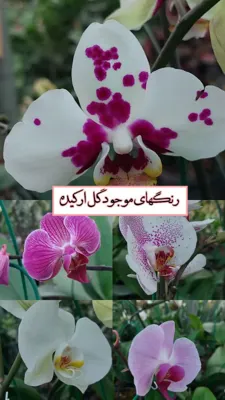 ارکیده
✅هنگام نگاه‌کردن به شکل گل ارکیده جز زیبایی چیزی نمی‌بینید.
&nbsp;
🌸جهت شرایط نگهداری گل ارکیده به خودتان سخت نگیرید.
گلدان ارکیده شما برای سرحال‌ماندن نیاز دارند تا به‌درستی از آن‌ها مراقبت شود. نگهداری درست یعنی زمانی گیاه را آبیاری کنید که حدود ۲ سانتی‌متر از سطح خاک خشک شده باشد. رطوبتی که در محیط نگهداری گل ارکیده سفید، بنفش و یا هر رنگ دیگری باید باشد، محدوده‌ای بین ۵۰ تا ۷۰ درصد است. برای تامین نور استاندارد گل ارکیده، نور زیاد و فیلترشده را به آن بتابانید. زمانی که نوبت به شکوفه‌دهی گل‌های ارکیده می‌رسد، باید هوای محیط را گرم و مرطوب نگه دارید تا طولانی‌‌بودن عمرشان تضمین شود.&nbsp;