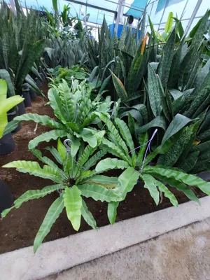 سرخس لانه پرنده
🌿لیدی پالم و نخل مرداب دو گیاه مقاوم و کم‌دردسر
🌿نخل مرداب یکی از گیاهان آپارتمانی زیباست که می‌توانید بدون کمترین دردسر در خانه نگهداری کنید.&nbsp;
🌿نخل مرداب به مراقبت‌های کمی نیاز دارد و یکی از گزینه‌های عالی برای اضافه کردن به فضای خانه، حیاط و حتی حوض است.&nbsp;
🌿گیاه لیدی پالم یا اصطلاحا نخل راپیس یک گونه از گیاهان با شرایط نگهداری آسان بوده که می تواند برای زینت بخشیدن به فضای داخل آپارتمان و یا حتی شرکت و ادارات مورد استفاده قرار گیرد.&nbsp;