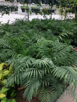 شامادورا
🌿شامادورا یکی از محبوب‌ترین گیاهان آپارتمانی است که زیبایی منحصر بفردی به محیط می‌بخشد.&nbsp;
🌿شامادورا نه تنها بخاطر زیبایی خود بلکه بخاطر قدرت تصفیه‌گنندگی هوا محیط و توانایی بالا در انطباق با محیط های متنوع طرفداران زیادی در ایران دارد. ‌
🌿این گل آپارتمانی پرطرفدار و مقاوم در سایزهای مختلف در گلخانه سیکاس موجود است.

