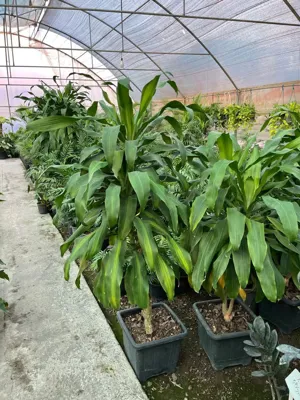 دراسنا بلالی
🌱دراسنا بلالی یکی از شناخته شده ترین گیاهان برای نگهداری در داخل خانه و دفاتر است.&nbsp;
🌱علاوه بر ظاهر جذاب نگهداری از این گیاه مانند سایر گونه‌های دراسنا نسبتا آسان است.&nbsp;
🌱دراسنا بلالی یکی از گیاهانی است که توسط ناسا برای مطالعه در پاکسازی هوا استفاده شد و میزان قابل توجهی از سموم موجود در هوا را از بین برد.&nbsp;
🌱دراسنا بلالی در برابر بی‌توجهی (مانند میزان کم نور و یا عدم آبیاری) بسیار مقاوم بوده و گیاهی نسبتا آسان برای پرورش و نگهداری است.
🌱 گیاه آپارتمانی دراسنا بلالی در سایزهای مختلف به صورت عمده و تک موجود است.&nbsp;

