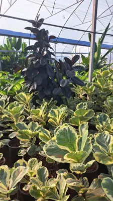 گلخانه سیکاس