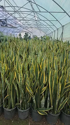 گلخانه سیکاس