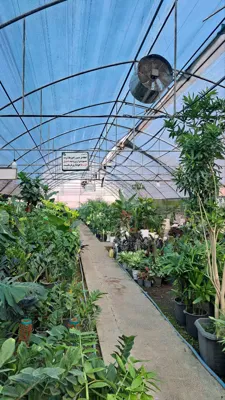 گلخانه سیکاس