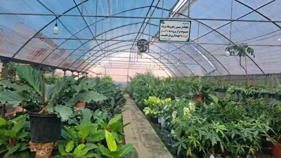 گلخانه سیکاس