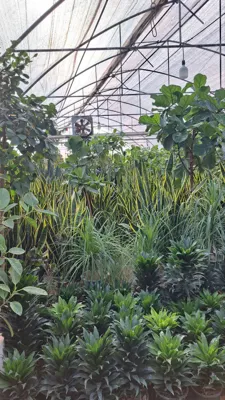 گلخانه سیکاس