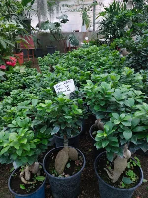 بونسای جنسینگ
کیفیت عالی،&nbsp; نیاز نوری و آبی متوسط
🌱&nbsp; بونسای جنسینگ در سایزهای مختلف به صورت عمده و تک موجود است.&nbsp;