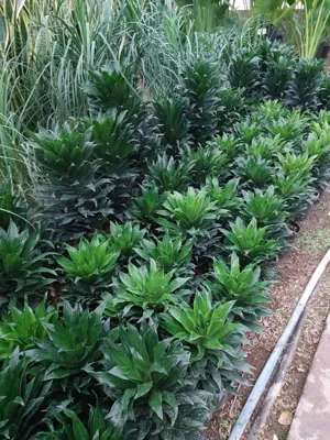 دراسناکامپکت
🪴دراسنا کامپکت، گیاه زیبای آپارتمانی&nbsp;
گیاهی مقاوم، جذاب و همیشه سبز
🌱 دراسنا کامپکت در سایزهای مختلف به صورت عمده و تک موجود است.