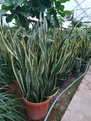 سانسوریا
🌱 سانسوریا گیاه آپارتمانی بسیار مقاوم دارای انواع مختلفی از قبیل: سانسوریا کرواتی، شمشیری، ابلق، مهتابی، میله ای و ... می باشد.&nbsp;
&nbsp;انواع سانسوریا درسایزهای مختلف بصورت عمده وتک موجود است.