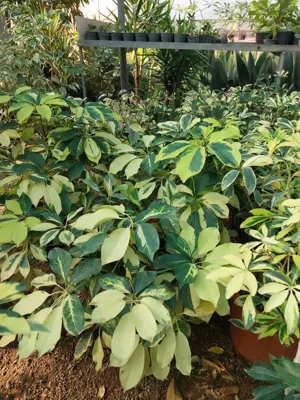 شفلرا
شفلرا گیاه آپارتمانی زیبا&nbsp;
🌱 شفلرا در رنگهای سبز، ابلق و سایزهای مختلف به صورت عمده و تک موجود است.&nbsp;