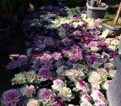 گل کلم
برای باغچه و ویلا بصورت عمده وتک موجود است.