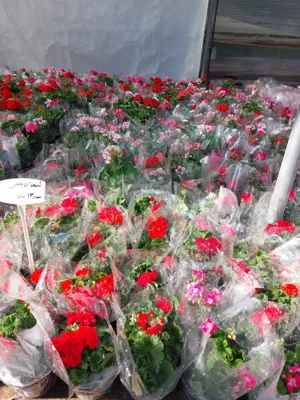 شمعدانی هلندی
دررنگبندی بصورت عمده وتک موجود است.