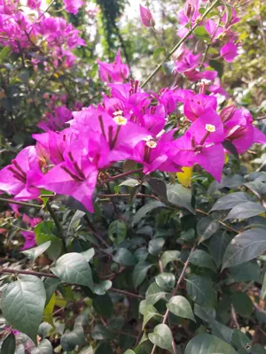 گل کاغذی
دررنگها وسایزهای مختلف بصورت عمده وتک موجود است.